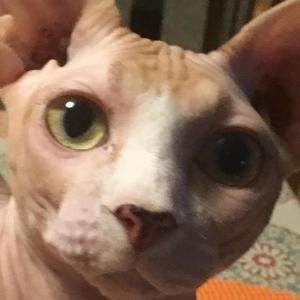 Meet your Posher, Benjamin